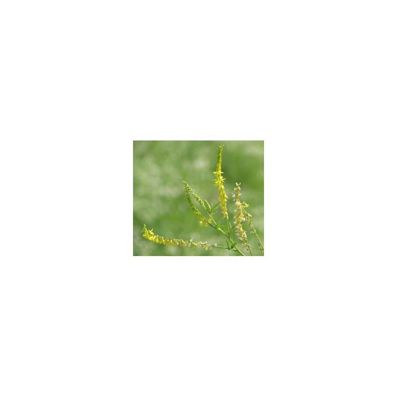 H MELILOT JAUNE PLANTE 100G